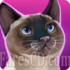لعبة التربية و العناية بالقطط | CatHotel – Hotel for cute cats MOD v2.1.7 | أندرويد