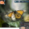 تحميل برنامج DIKDIK Video Kit 5.9.0.0 | لإضافة العلامات المائية والترجمة على الفيديو