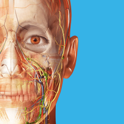تحميل تطبيق أطلس تشريح الإنسان | Human Anatomy Atlas 2023